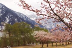 雪山バックに春うらら