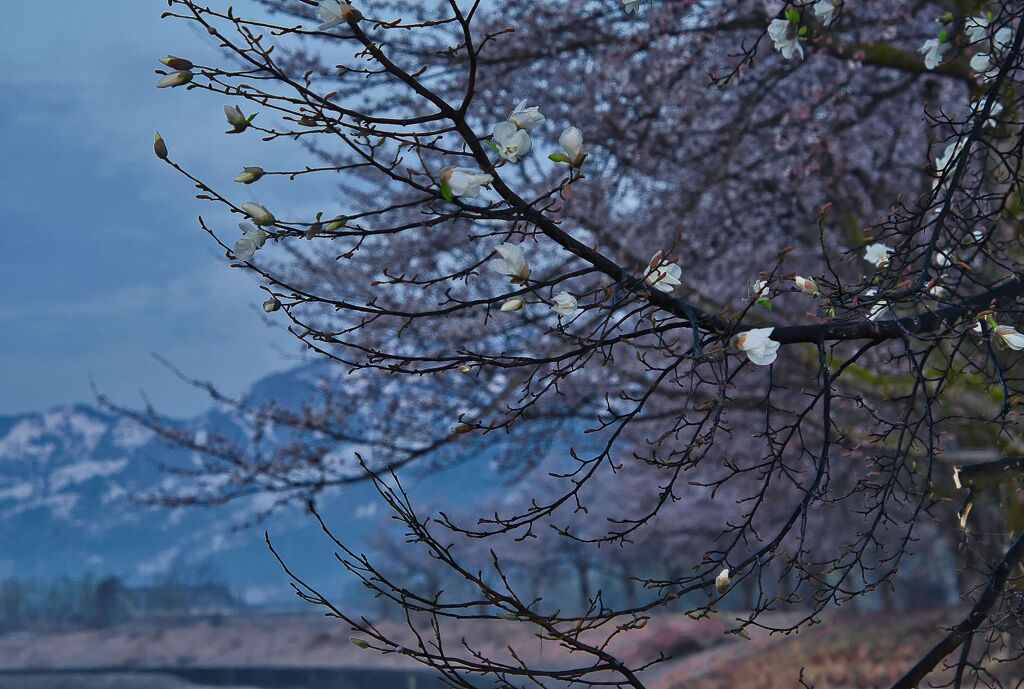 花風景