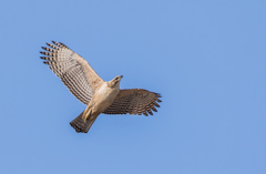 クマタカ幼鳥さん
