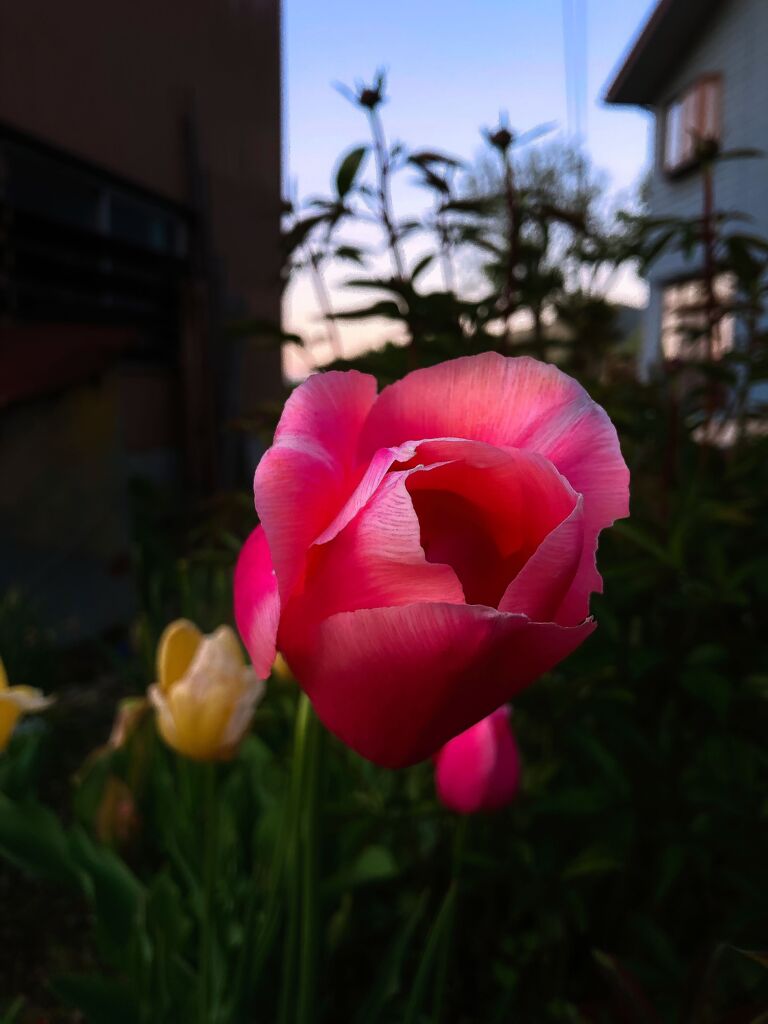 沢山咲いてます