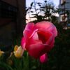 沢山咲いてます