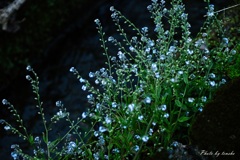 野原紫
