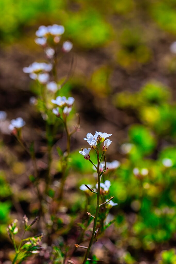 雑草の花