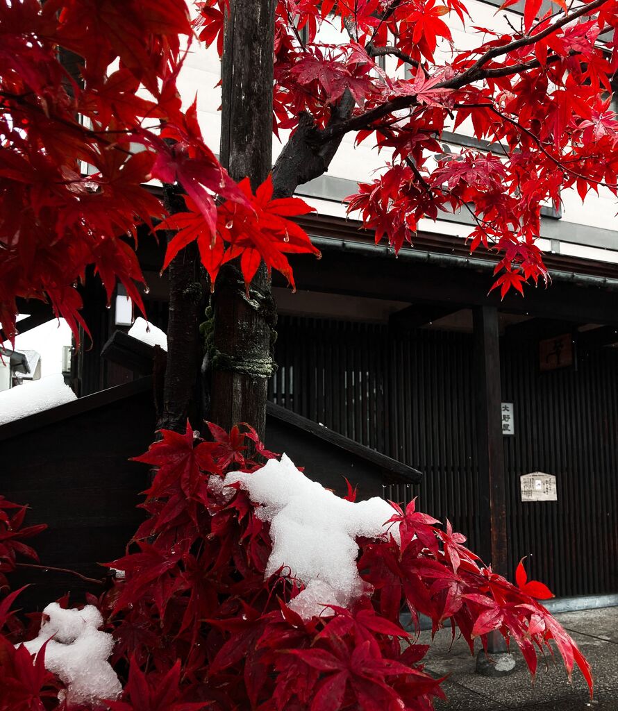 雪とお友達