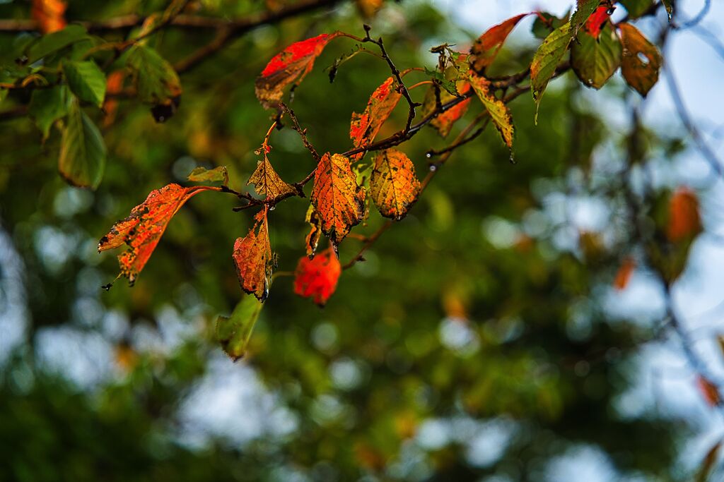 紅葉の秋はもう少し