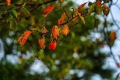 紅葉の秋はもう少し