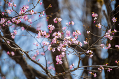 ピンクの花も・・・