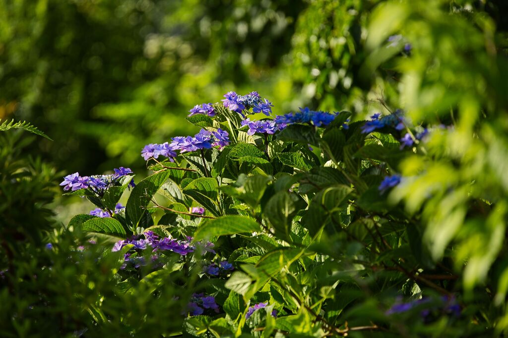 紫陽花