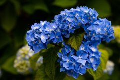 紫陽花の時期ですから・・・
