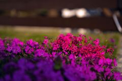 鮮やかな花壇