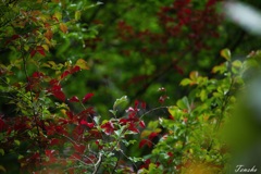 紅葉探索