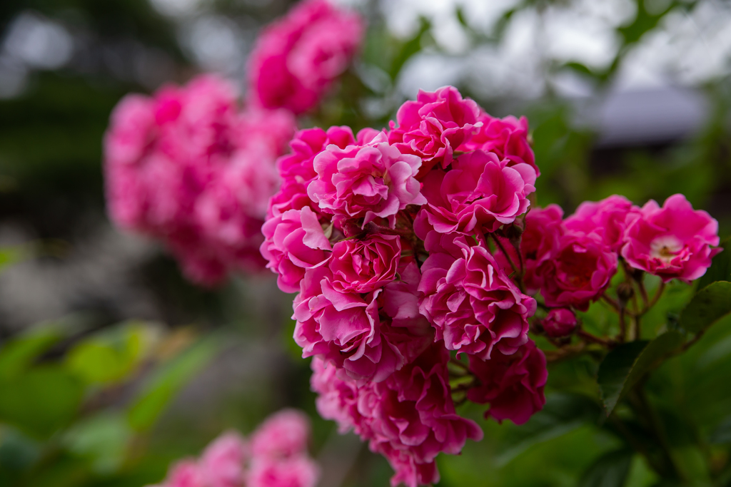 薔薇