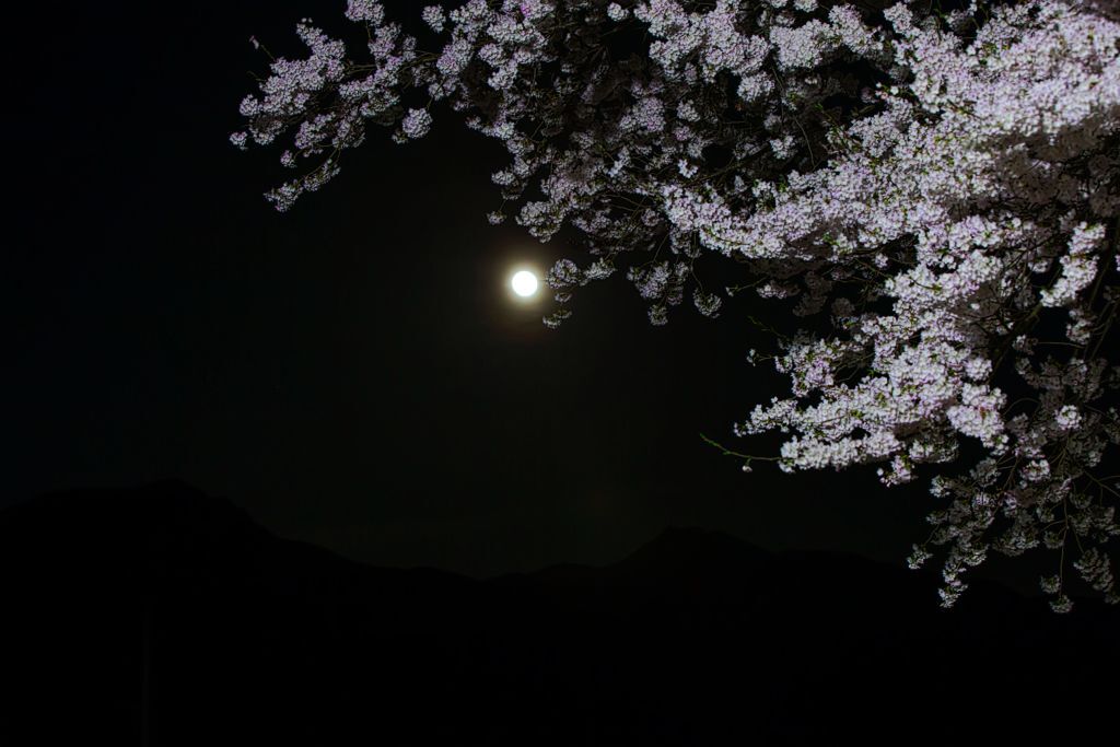 夜桜