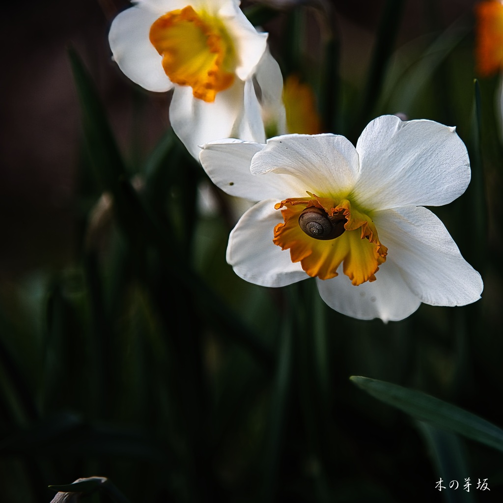 居座る by 木の芽坂 （ID：13465671） - 写真共有サイト:PHOTOHITO