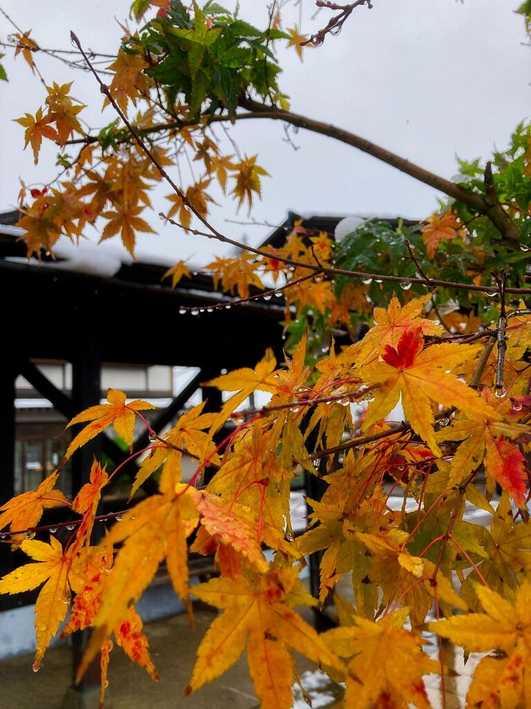 最後の紅葉