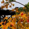 最後の紅葉