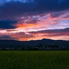 稲穂と夕焼け
