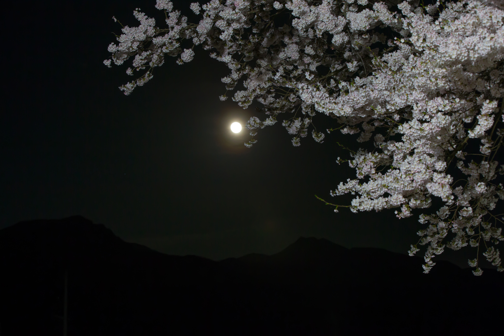 お月さんと桜