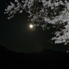 お月さんと桜