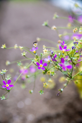 もう終わりの花ですが・・・