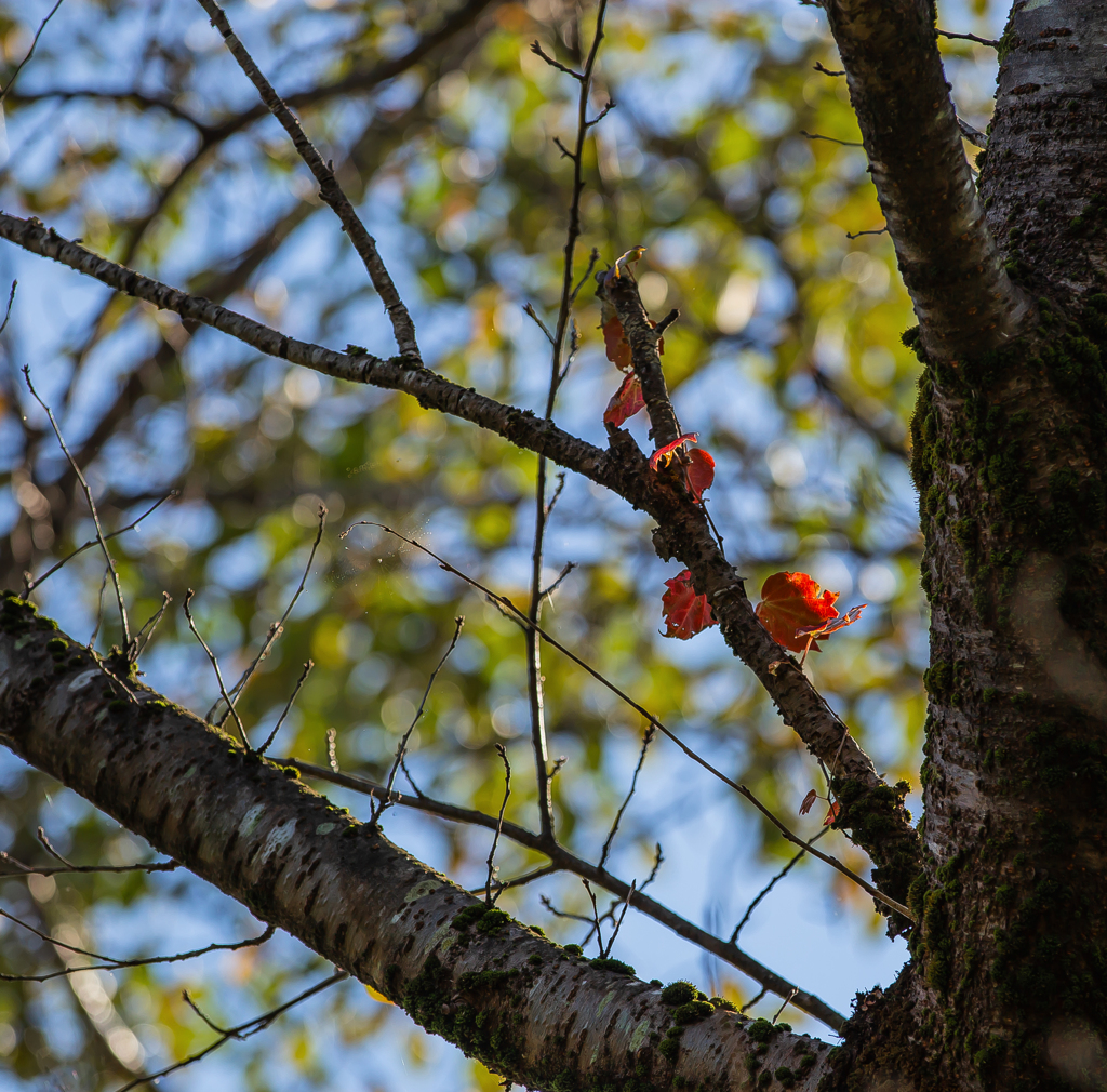 桜の木も紅葉