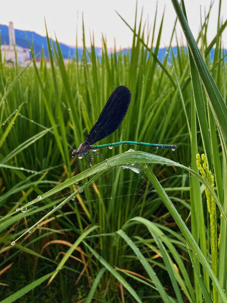 カワトンボ