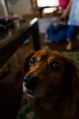 老犬なんです