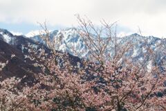 パッとしない桜