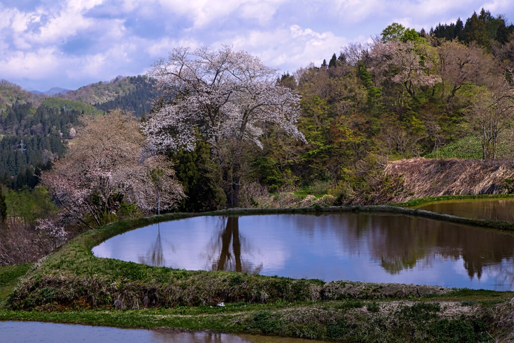 遅咲きの桜