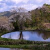 遅咲きの桜