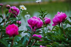 西洋芍薬