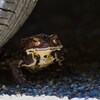 ガマガエル