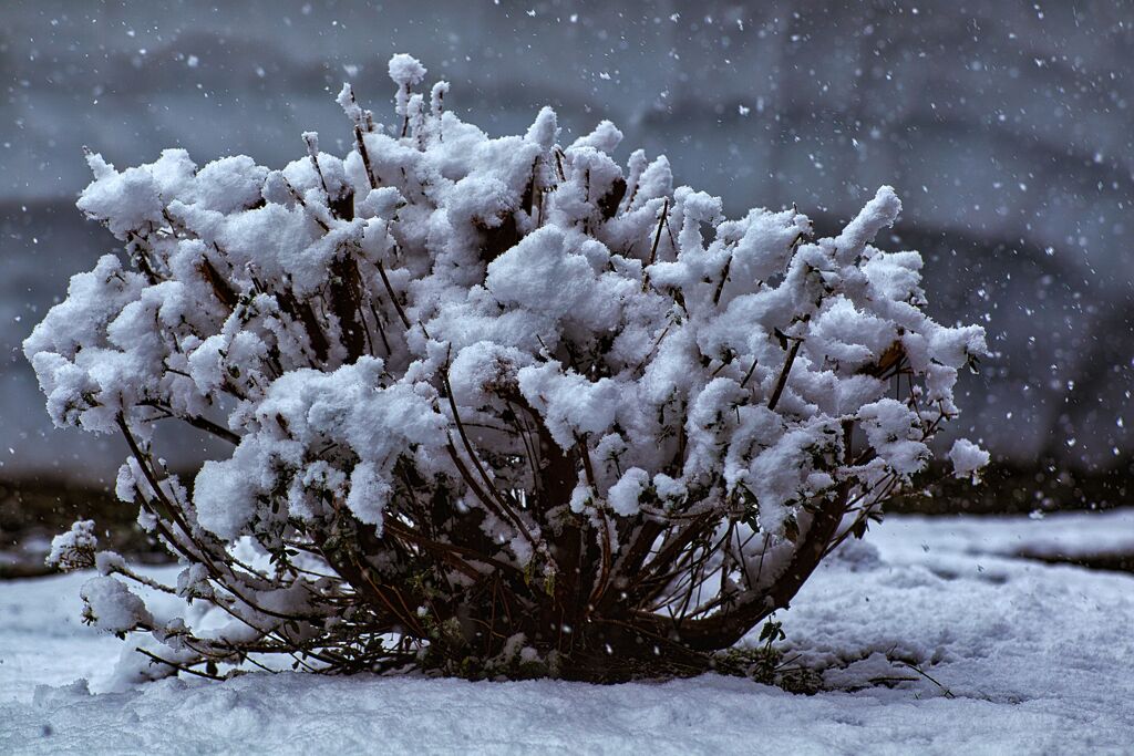 雪花