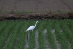田んぼの白い鳥