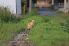 野良猫