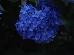 紫陽花