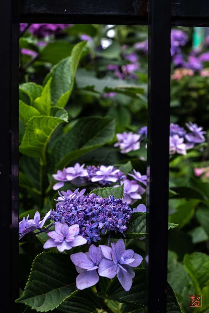 白山神社 紫陽花