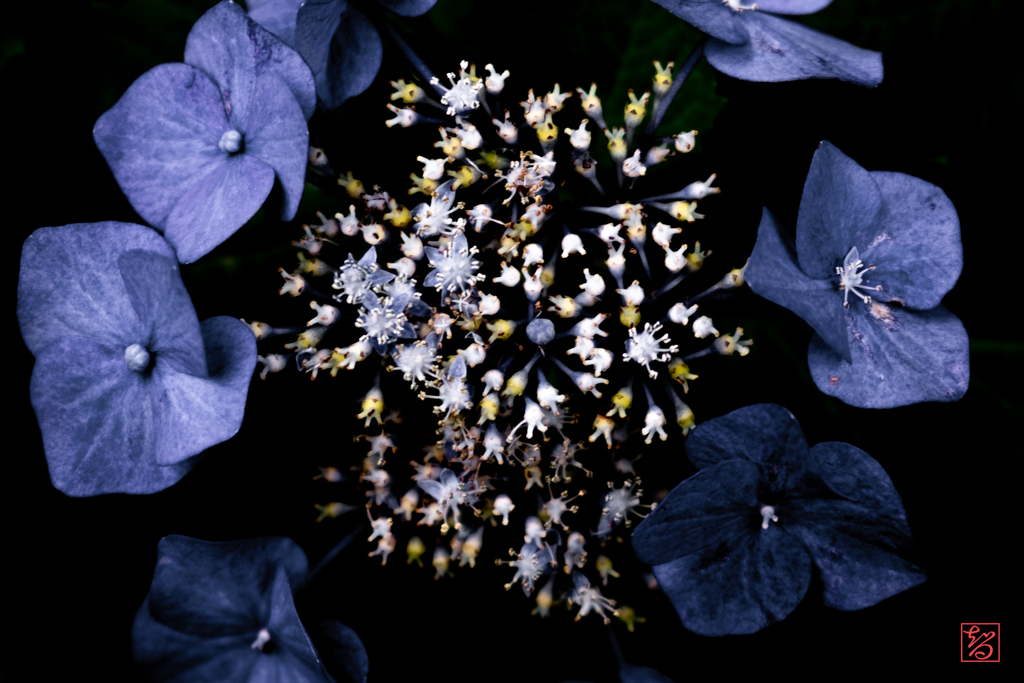 白山神社 紫陽花