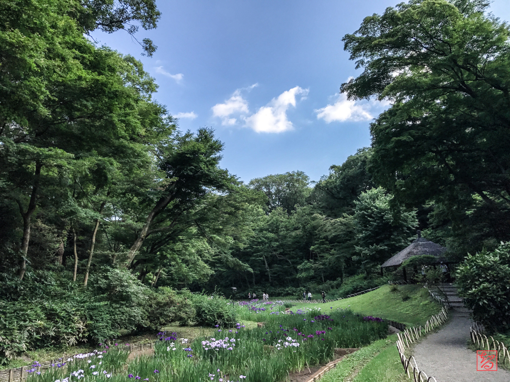 明治神宮 花菖蒲