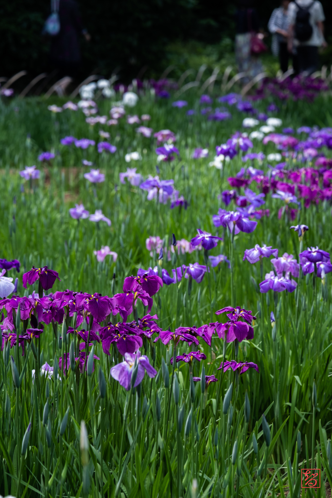 明治神宮 花菖蒲