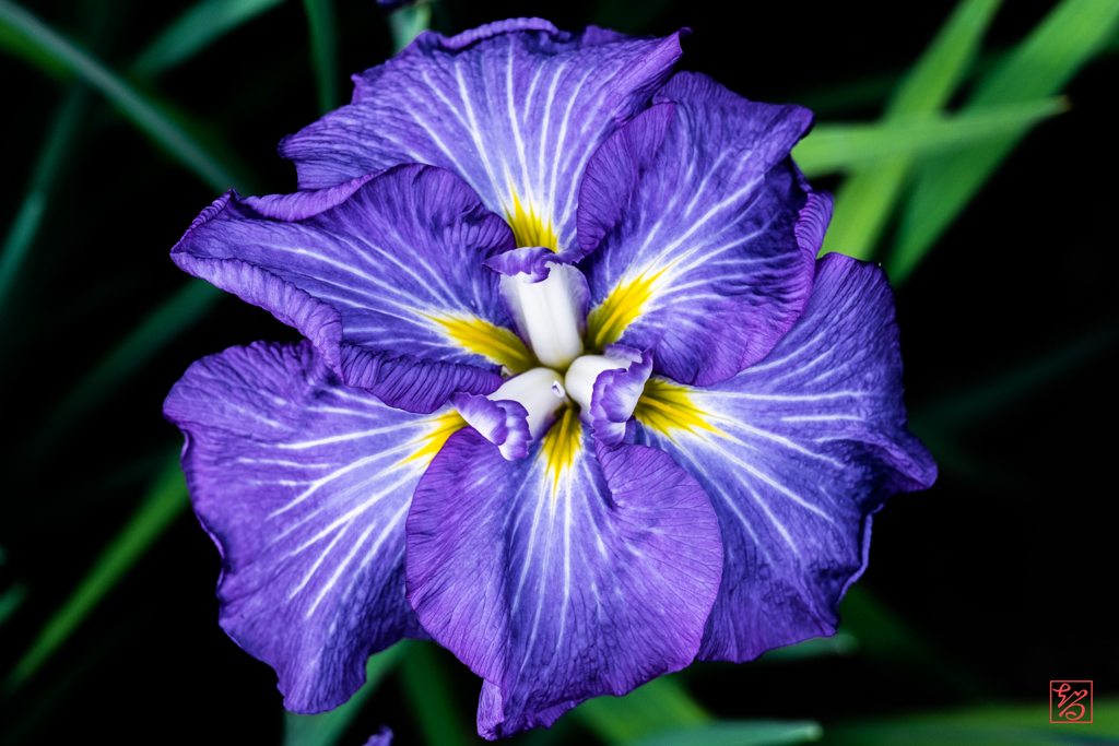 明治神宮 花菖蒲