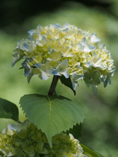 P5254519