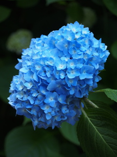 P5254590