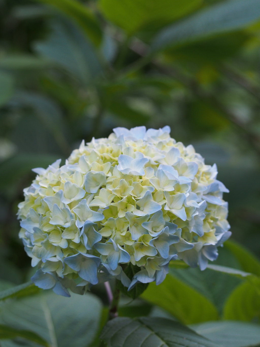 P5254709