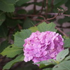 P6190022