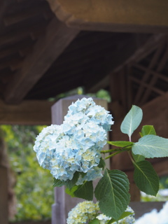 P5254566