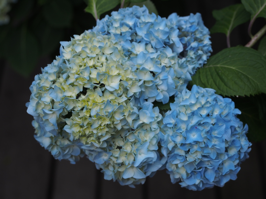 P5254622
