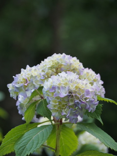 P5254580