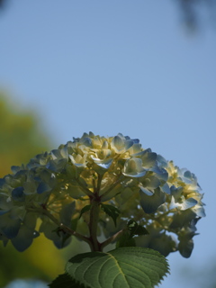 P5254511