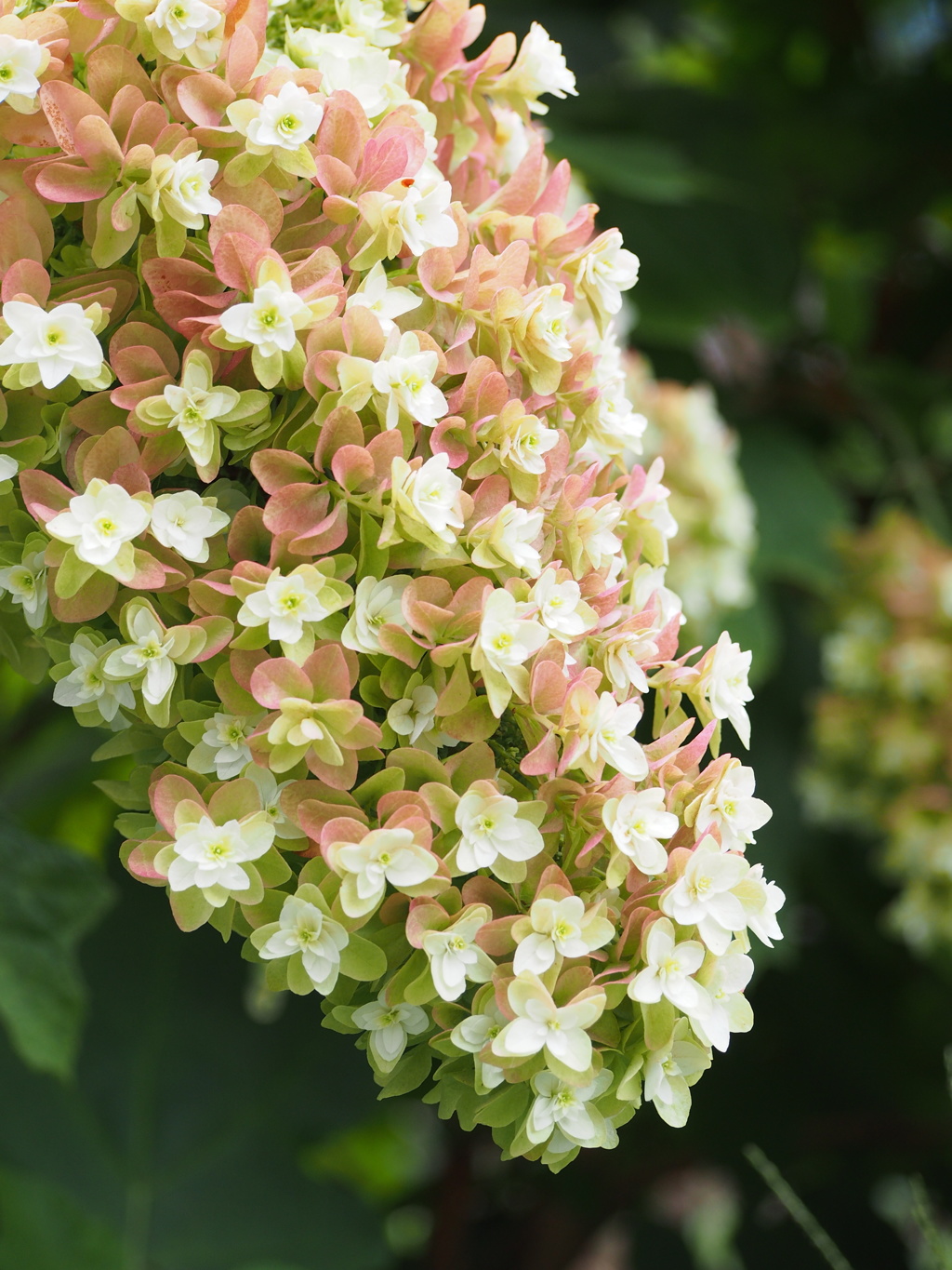紫陽花